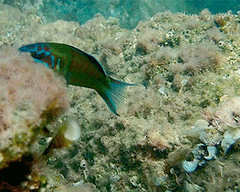 Thalassoma pavo