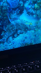 Acanthostracion polygonium