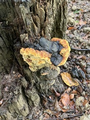 Gloeophyllum odoratum