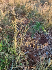 Bouteloua aristidoides