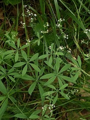 Galium intermedium