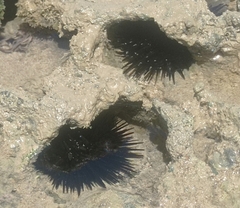 Echinometra lucunter