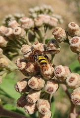 Xanthocampsomeris completa