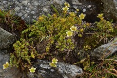 Saxifraga bryoides
