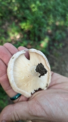 Lactarius pubescens