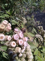 Xanthocampsomeris completa