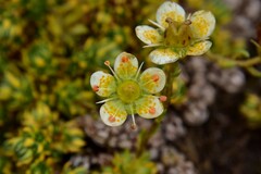 Saxifraga bryoides