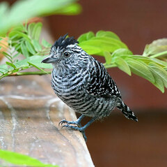 Thamnophilus doliatus