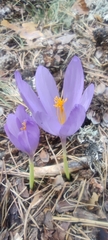 Crocus nudiflorus