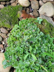 Marchantia polymorpha polymorpha