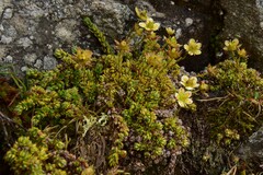 Saxifraga bryoides