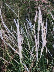Digitaria californica