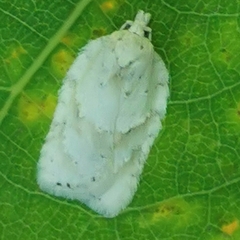 Acleris logiana