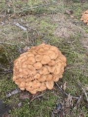 Desarmillaria