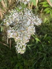 Symphyotrichum urophyllum