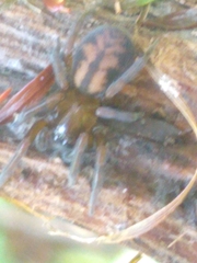 Callobius