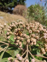 Xanthocampsomeris completa