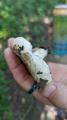 Lactarius pubescens