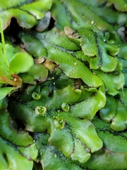 Marchantia polymorpha polymorpha