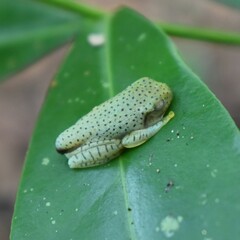 Rhacophorus malabaricus