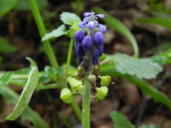 Muscari neglectum