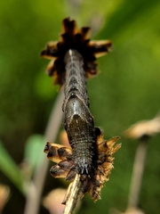 Perigea xanthioides