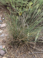 Juncus acutus
