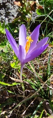 Crocus nudiflorus