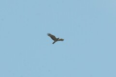 Pernis ptilorhynchus