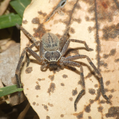 Olios