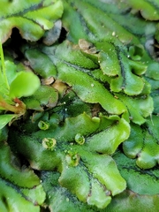 Marchantia polymorpha polymorpha