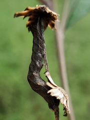 Perigea xanthioides