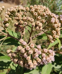 Xanthocampsomeris completa