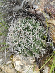 Eriosyce curvispina