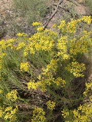 Senecio spartioides
