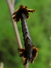 Perigea xanthioides