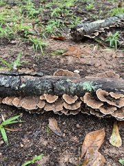 Trametes cubensis