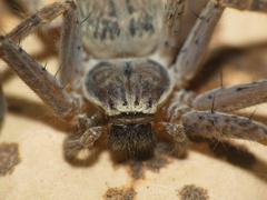 Olios