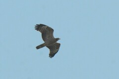 Pernis ptilorhynchus