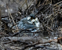 Setophaga nigrescens