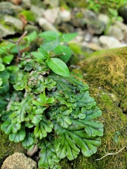 Marchantia polymorpha polymorpha
