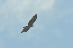 Pernis ptilorhynchus