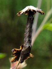 Perigea xanthioides