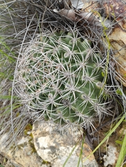 Eriosyce curvispina