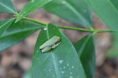 Rhacophorus malabaricus