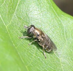 Eumerus