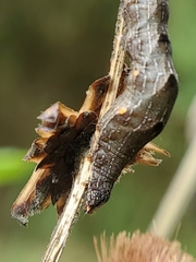 Perigea xanthioides