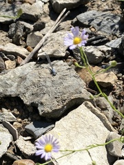 Argia apicalis