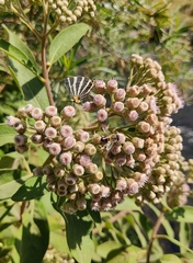 Xanthocampsomeris completa