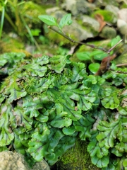 Marchantia polymorpha polymorpha